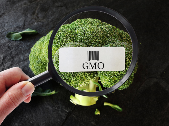 GMO - bać się czy nie? 